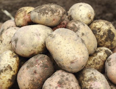  Pile of freshly harvested organic potatoes