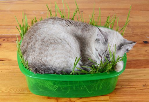 kitten sleeping in grass