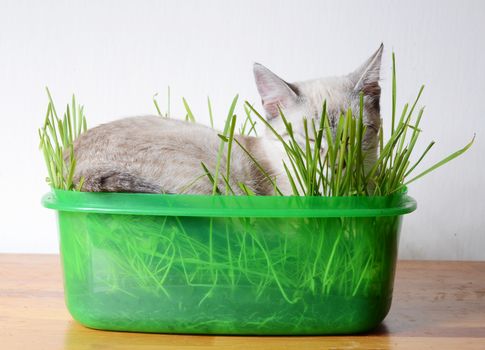 kitten sleeping in grass