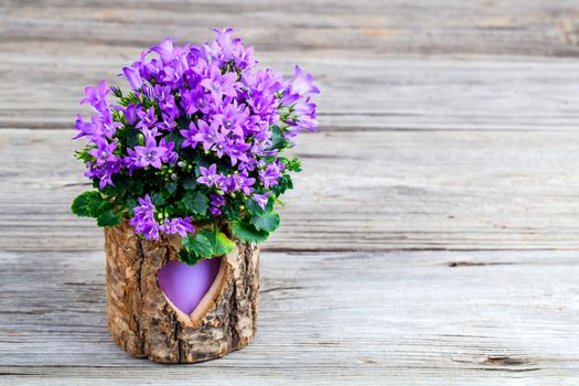 blue campanula flowers wooden background