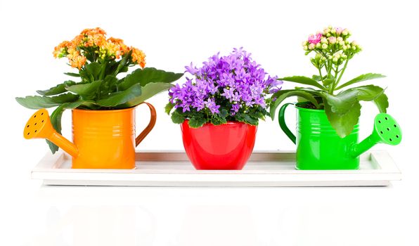 blue campanula and kalanchoe Calandiva flowers, on white background