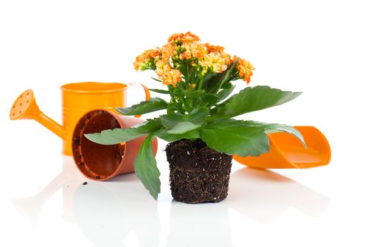 kalanchoe Calandiva flowers for transplantation, on white background