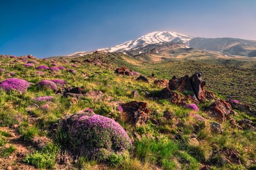 Scenic green meadow with flowers and volcano Damavand in the background, highest peak in Iran