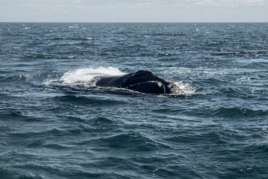 Lone whale swimming off the coast of Argentina in south America