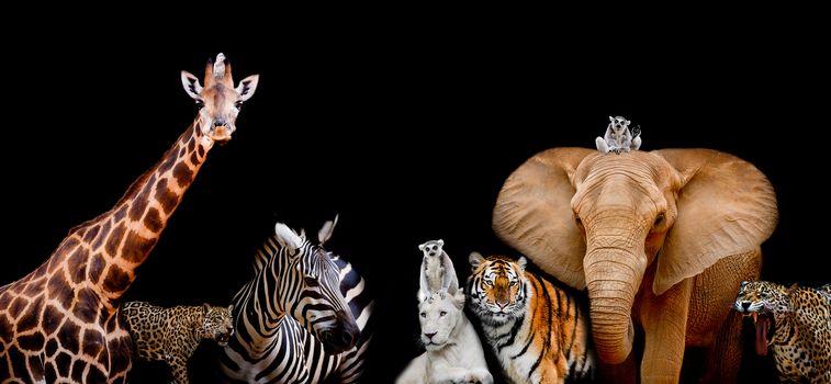 A group of animals are together on a black background with text area. Animals range from an Elephant, Zebra, White Lion, Jaguar, Monkey, Giraffe and Tiger. Use it for a zoo or conservation concept. (And you could find more animals in my portfolio.)