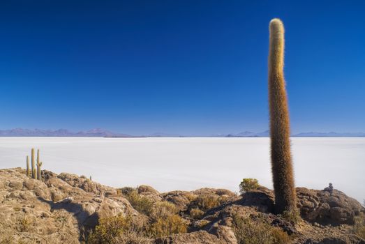 Scenic view of tall cactus growing near white salt planes Salar de Uyuni in Bolivia