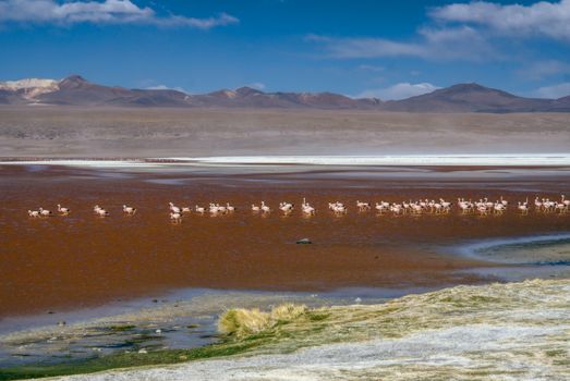 Flamingo birds in red lake in bolivian desert near Salar de Uyuni