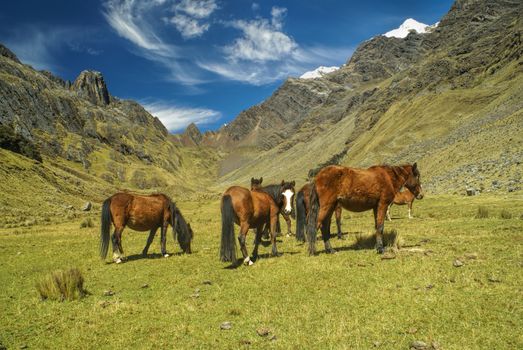 Horses grazing in scenic green valley between high mountain peaks in Peruvian Andes