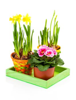 colorful spring flowers in pots on white background. pink primulas, yellow narcissus