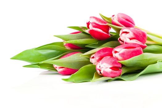 Bouquet of red tulips isolated on white background