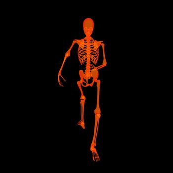 walking fire skeleton by X-rays in red - back view