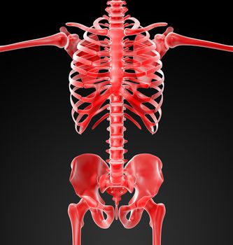 3d rendered red skeleton - front view