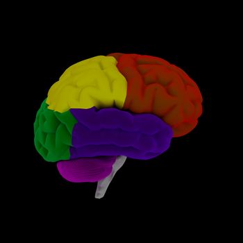 brain-cerebrum - human brain in side view