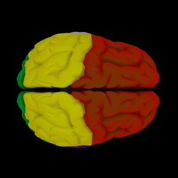 brain-cerebrum - Human brain in top view