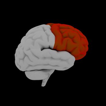 Frontal lobe - Human brain in side view