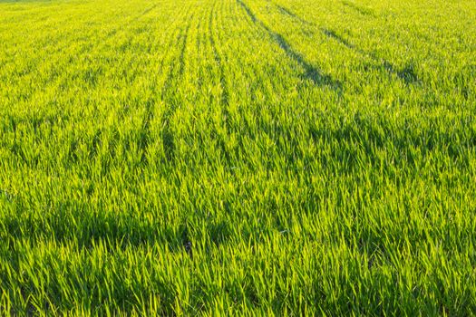 rural scene in a green meadow