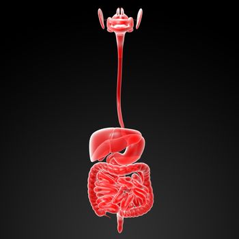 Human digestive system - front view