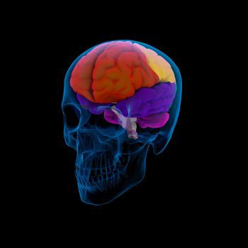 Colored sections of a  human brain-cerebrum - sdie view