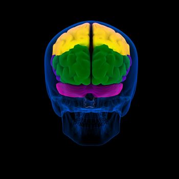 Colored sections of a human brain-cerebrum - back view