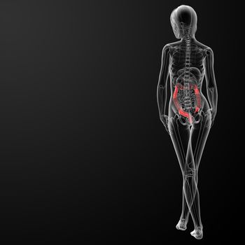 3d render female anatomy - large intestine - back view