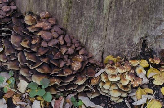 Delicious edible yellow mushrooms chanterelle (Cantharellus ciba-rius) grow near by stump.