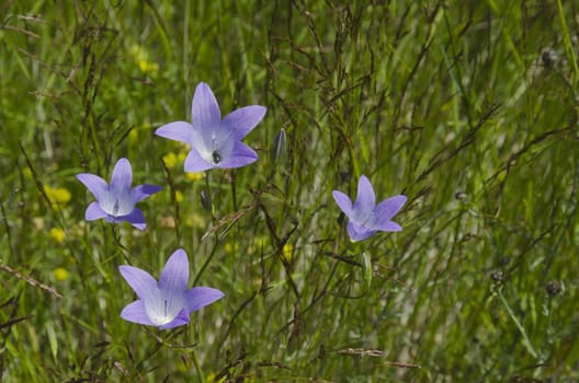 Delicate purple wildflower harebell (Campanula patula) on meadow.