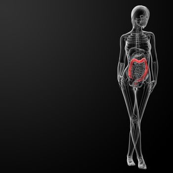 3d render female anatomy - large intestine - front view