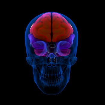 Colored sections of a human brain-cerebrum - front view