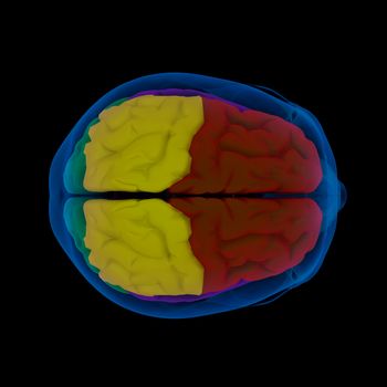 Colored sections of a human brain-cerebrum - top view
