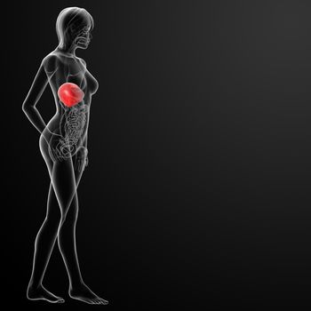 3d rendered  illustration of the female liver - side view