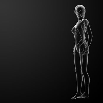 3d rendered illustration of the female - side view