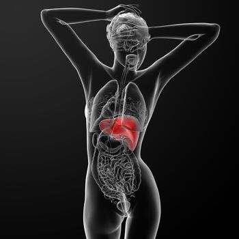 3d rendered illustration of the female liver - back view