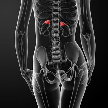 Female adrenal anatomy x-ray - back view