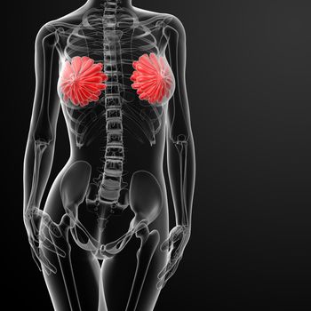 female breast anatomy x-ray - front view