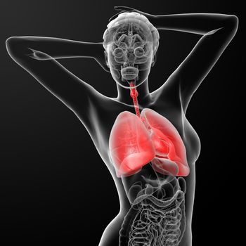 3d rendered illustration of the female respiratory system - front view
