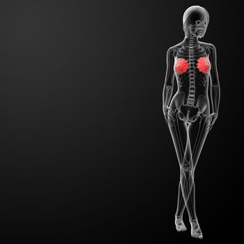 female breast anatomy x-ray -front view