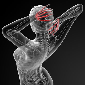 3d rendered illustration of the female skeletal hand - top view