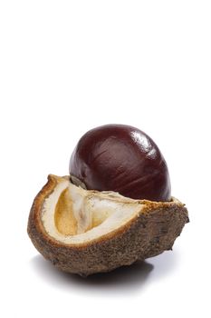 Fresh chestnut in its husk which has been cut open to reveal the texture and structure and seed compartments, on white with copyspace