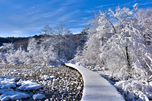 A snow-covered wooden path in the forest against vibrant blue sky.
