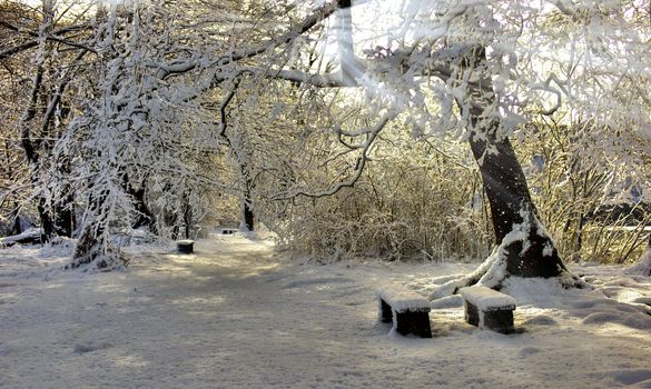 Sun shining between the tree snowy branches upon two snow-covered benches.