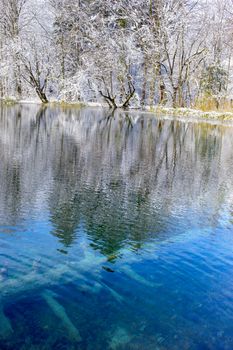 Vivid blue pond amongst snow covered winter trees with submerged snag in it.