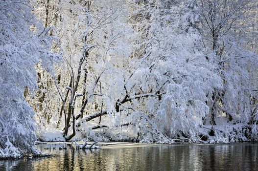 A lake hidden within the snowy winter forest.