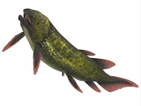 Dipterus is an extinct freshwater lungfish from the Devonian Period of Australia and Europe.