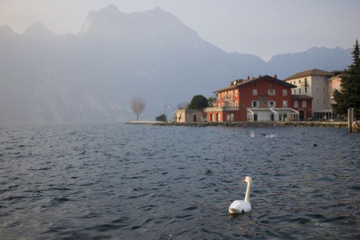 A sightseeing swan in the lake Garda, northern Italy. With small Italian town and mountains in the background.