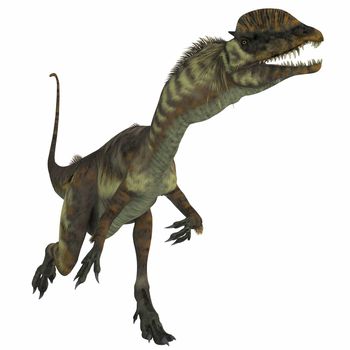Dilophosaurus was a theropod carnivorous dinosaur that lived in the Jurassic Period of Arizona.