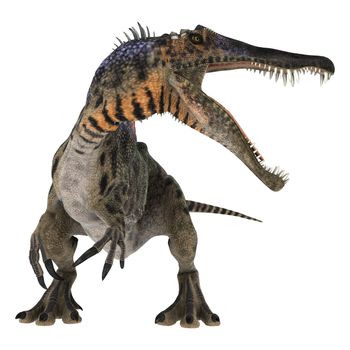 3D digital render of a curious Cretaceous dinosaur Spinosaurus or spiny lizard isolated on white background