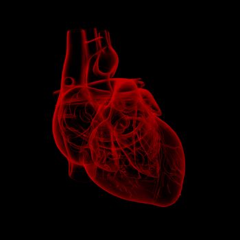 3d rendered medical illustration of a human heart