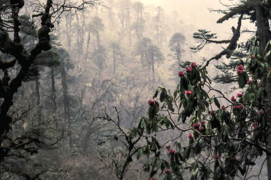 Rhododendron flowering in rainy Himalayas mountains in Nepalese forests