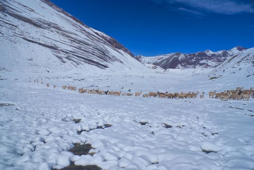 Domestic alpacas on snow in high altitudes in peruvian Andes, south America