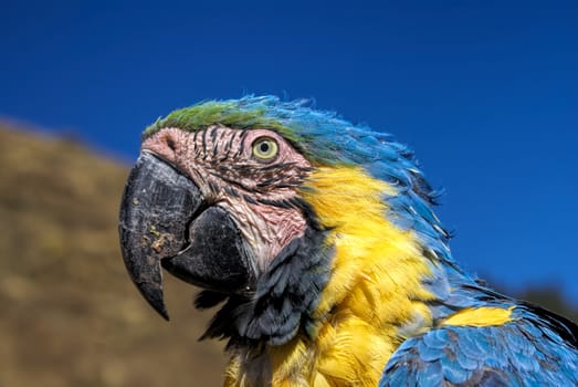 Head of beautiful Ara parrot with colorful blue and yellow feathers